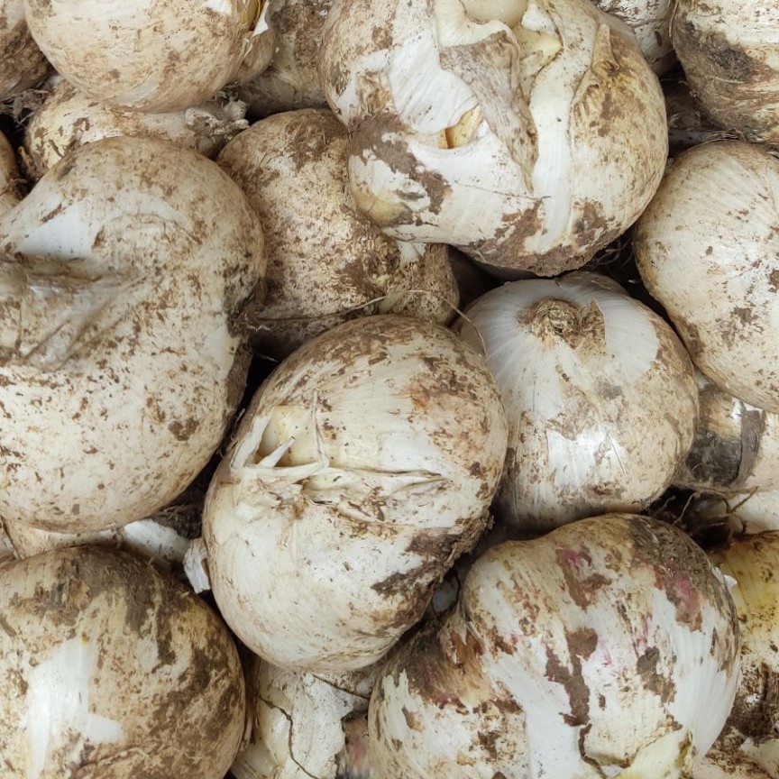 موسیر تازه محصولی از دل طبیعت