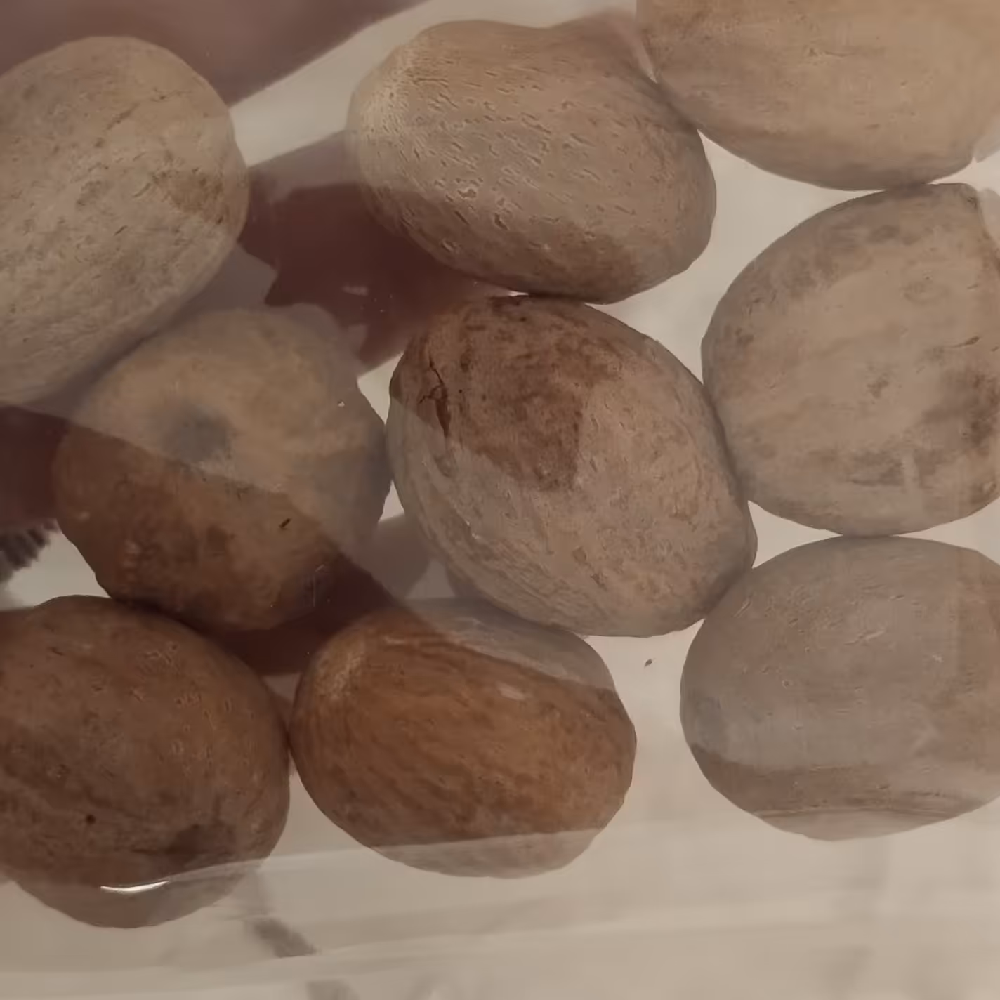 جوز بویا تازه