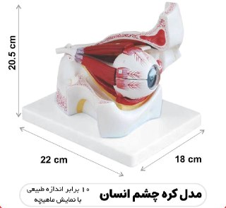 مولاژ کره چشم انسان