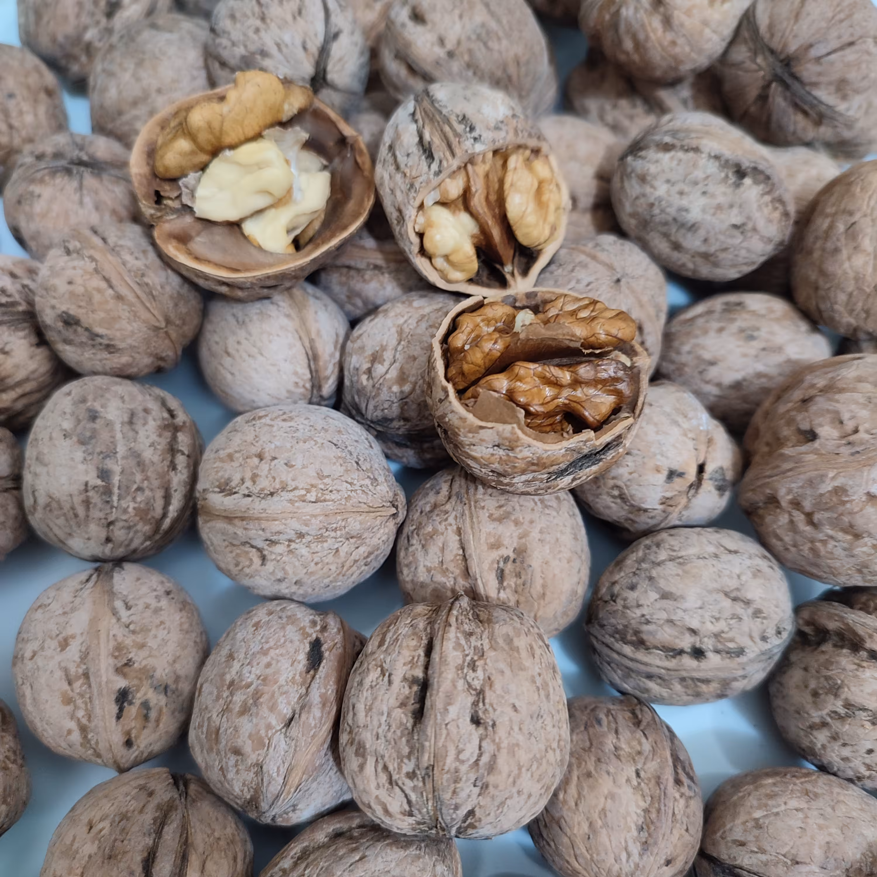 گردوی کاغذی  ایرانی امسال  آجیلی و اعلا