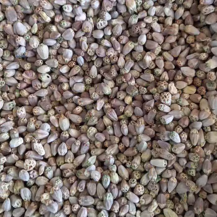 تخم کنگر فرنگی تخم آرتیشو 100 گرم 