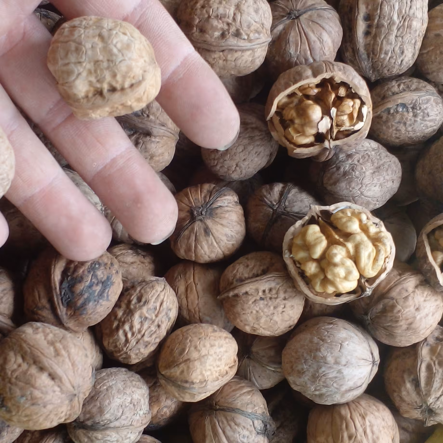 گردو امسالی (1 کیلو)