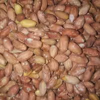 بادام زمینی استانه در اندازه متوسط 1 کیلوی  محصول 1402  . تازه  تازه