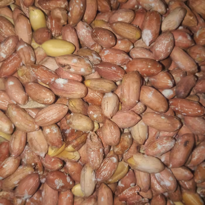 بادام زمینی استانه در اندازه متوسط 1 کیلوی  محصول 1402  . تازه  تازه