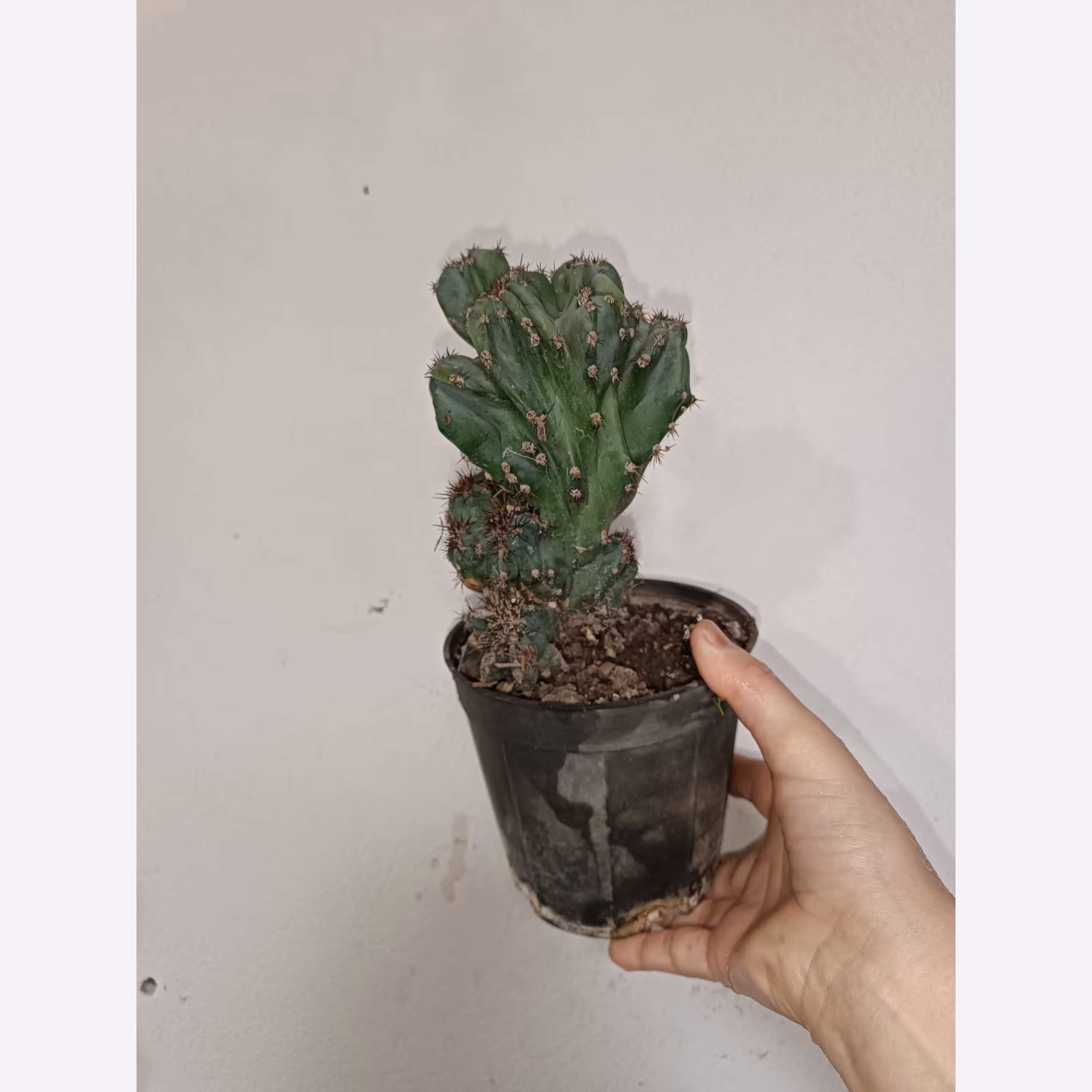 صخره ای کوچیک (پس کرایه)