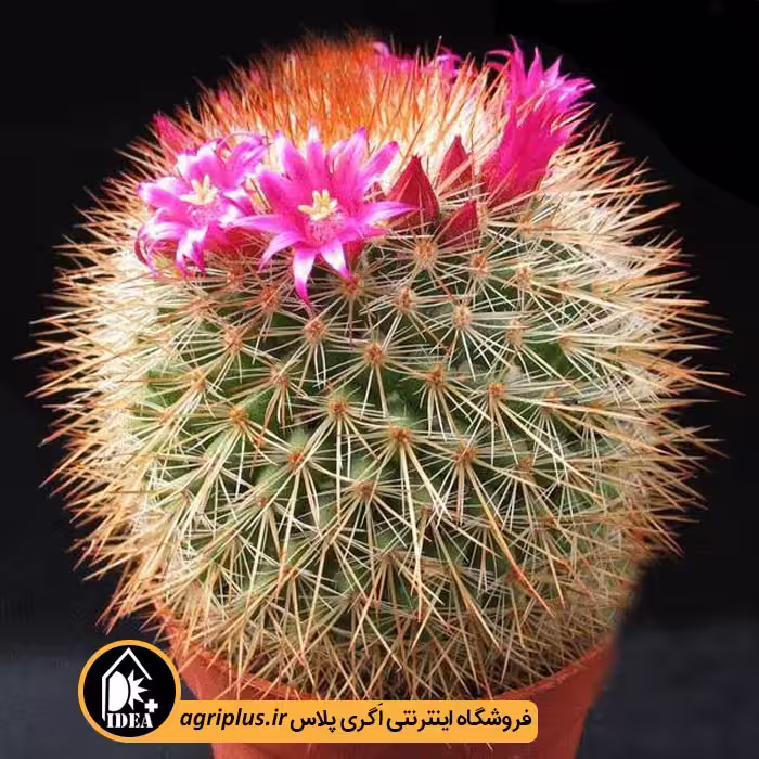 بذر کاکتوس Mammillaria v Spinosissima Rubrispina