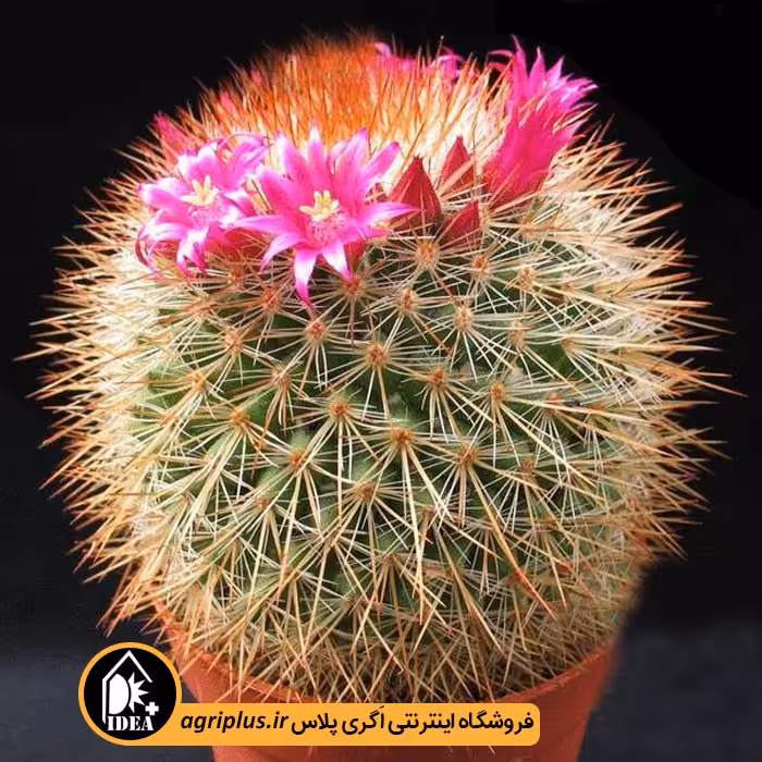 بذر کاکتوس Mammillaria v Spinosissima Rubrispina