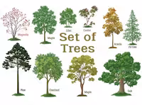 وکتور انواع درخت با کیفیت | گرافیک با طعم تربچه