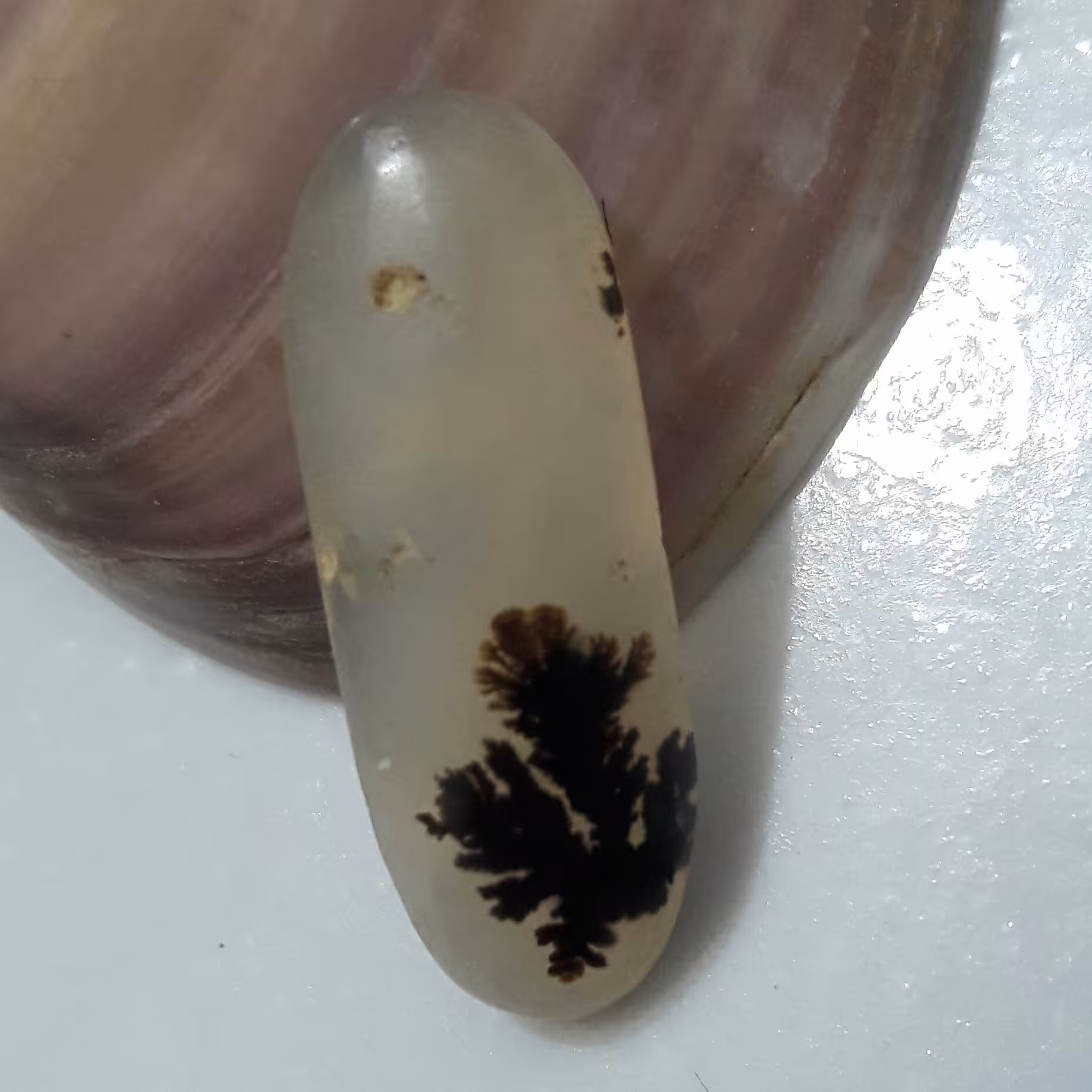 نگین شجر درختی قائنات کاملا طبیعی