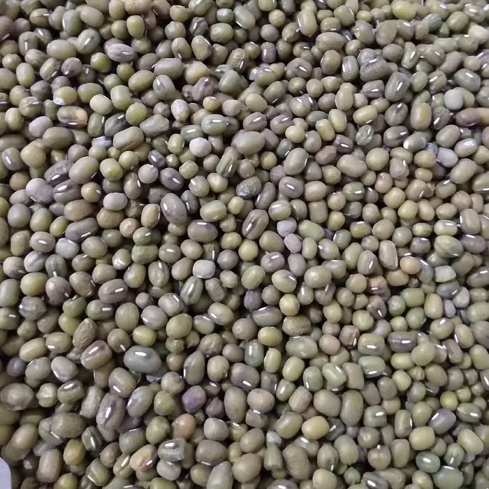 ماش سبز  دستچین  خوشپخت به شرط پزا ( تمیز و پاک شده)