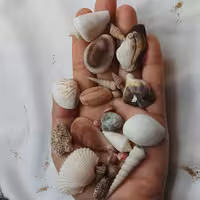 کد 111 میکس یک کیلو از  چندین نوع صدف ریز و درشت، سنگهای رنگی، تکه های مرجان سواحل خلیج فارس مناسب  شمع و رزین و...