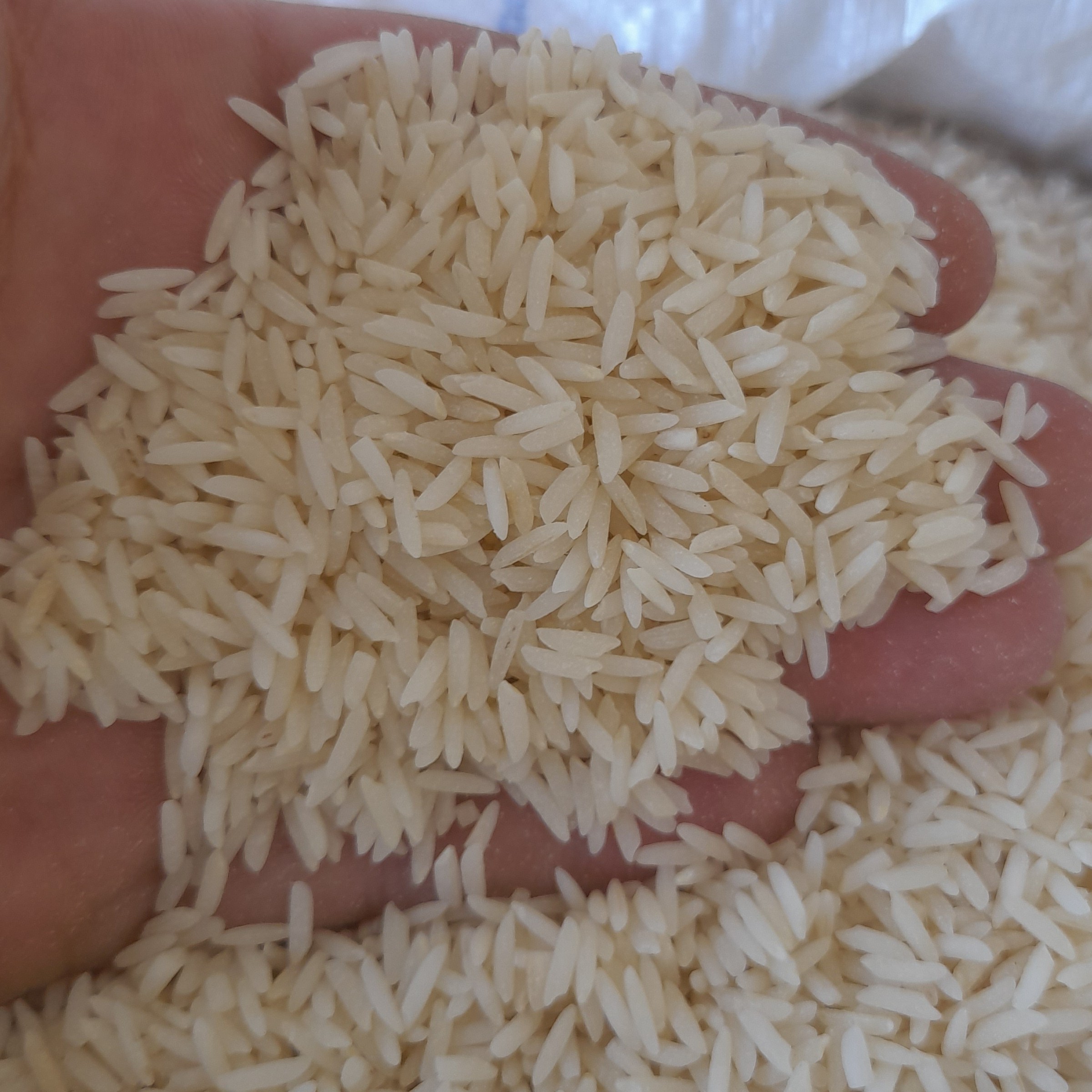 برنج هاشمی الک زده گیلان امساله عطردار با پخت عالی با بسته بندی 10 کیلویی