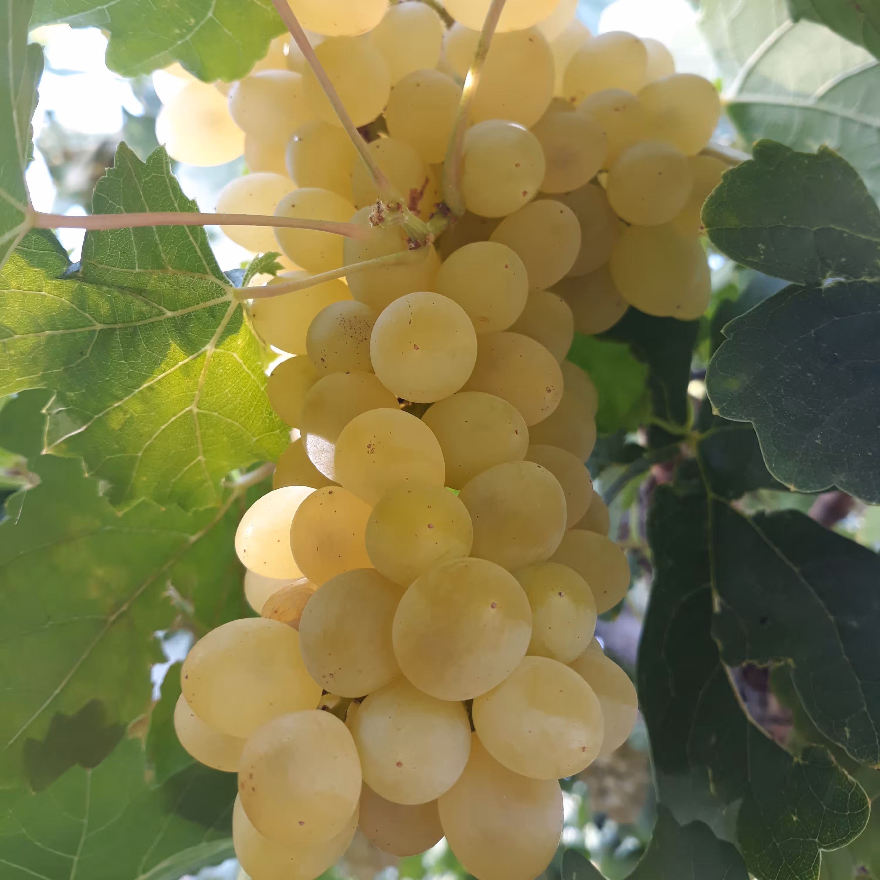 شیره ی انگور عسگری خالص (یک کیلو)