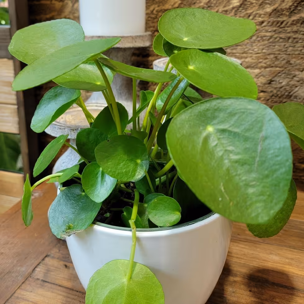 کود تقویتی مخصوص پول چینی ظرافت