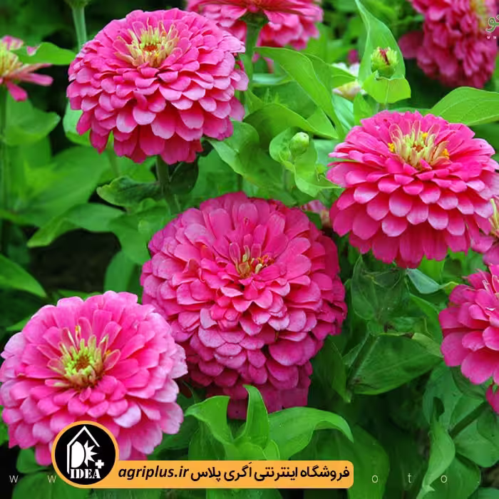 بذر گل آهار بسته بندی خانگی