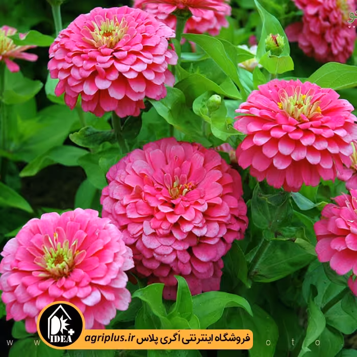 بذر گل آهار بسته بندی خانگی