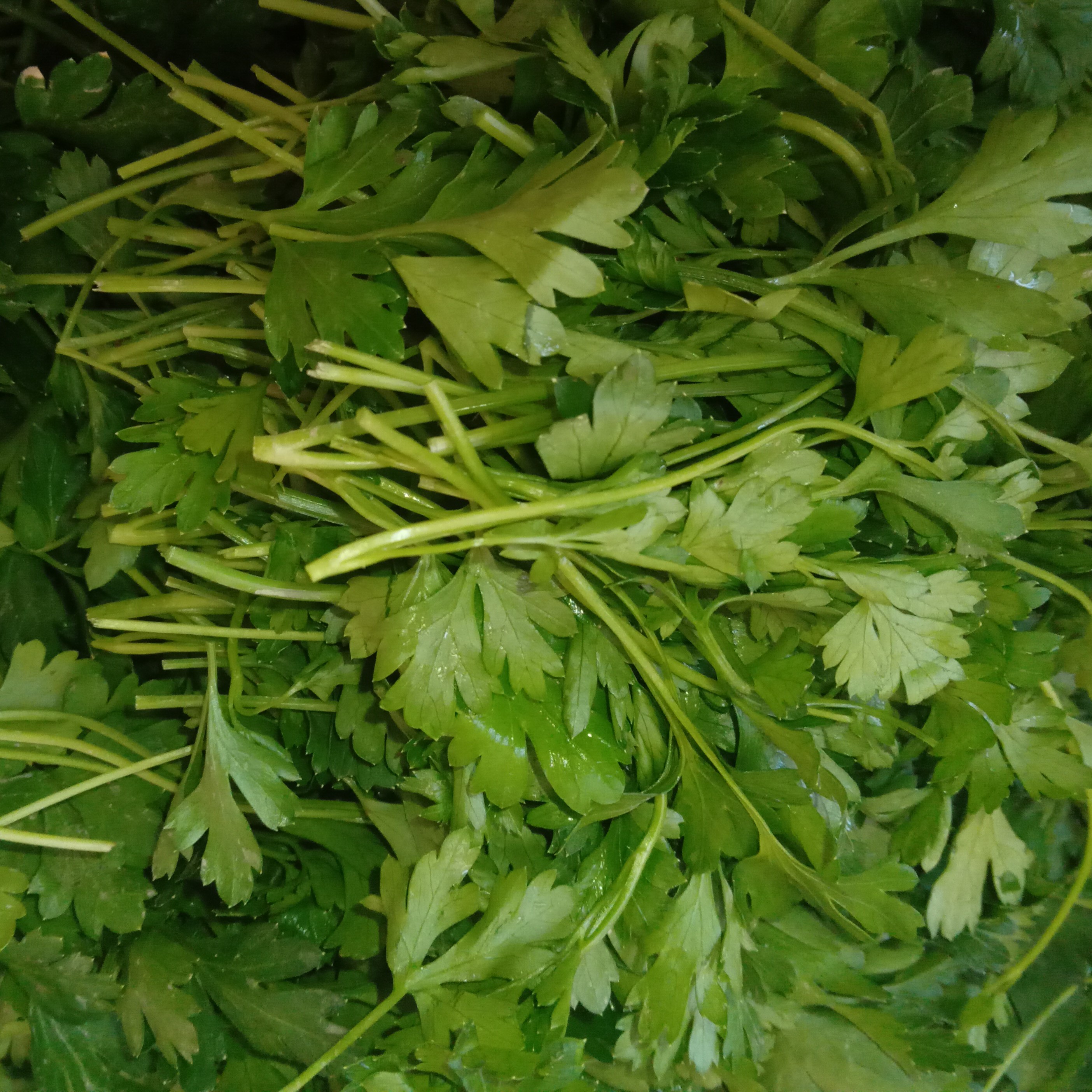 سبزی سوپ (جعفری گشنیز) خرد شده اماده طبخ