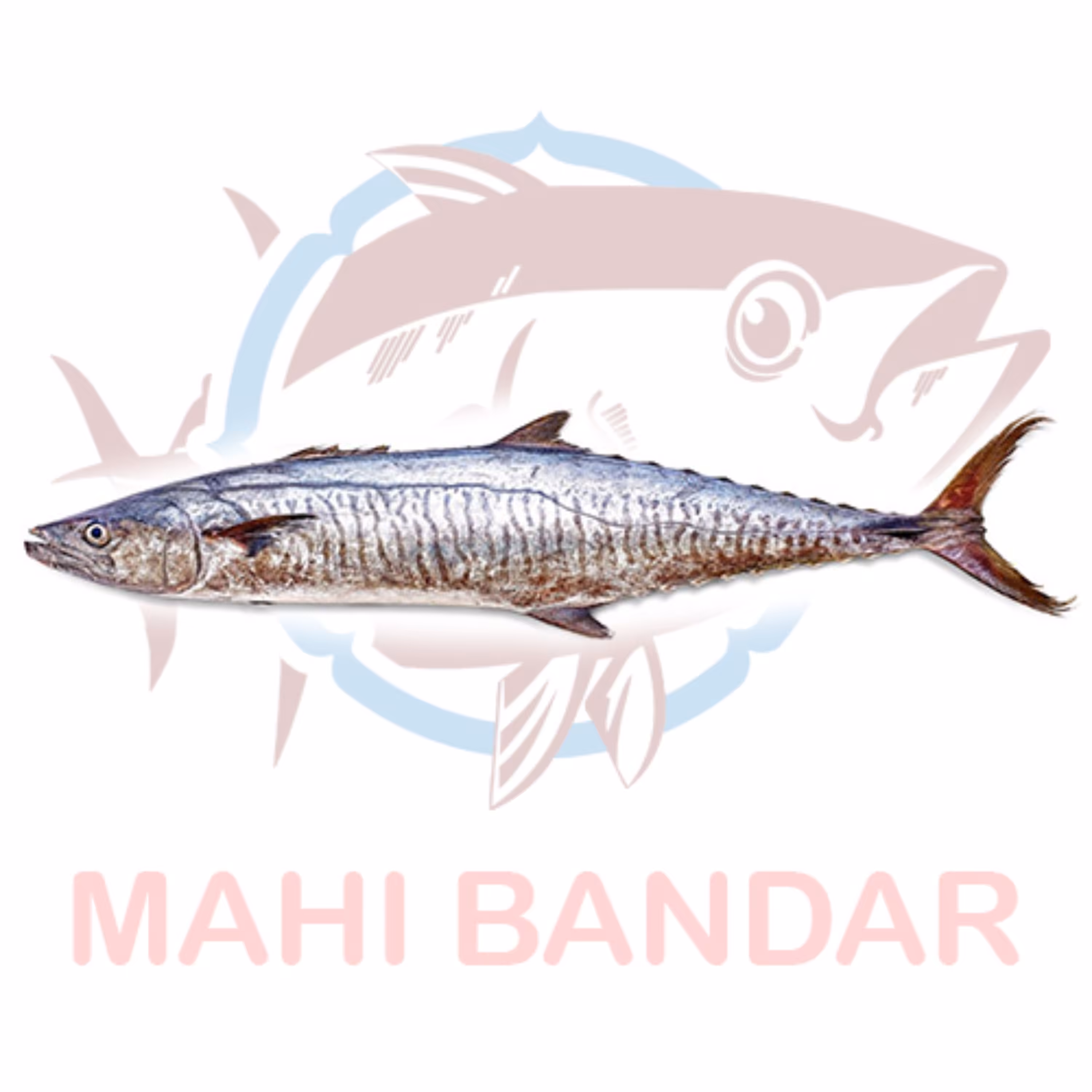 ماهی شیر درشت صید قلاب