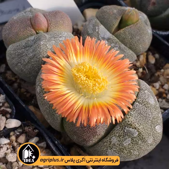 بذر ساکولنت Pleiospilos Nelii