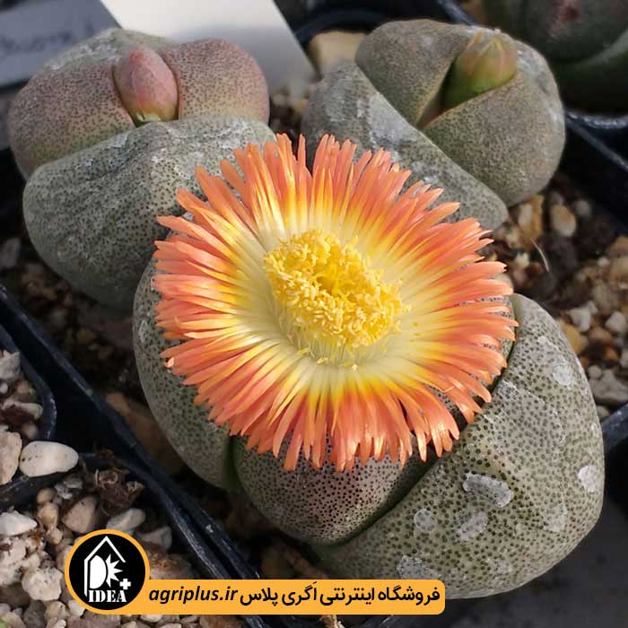 بذر ساکولنت Pleiospilos Nelii