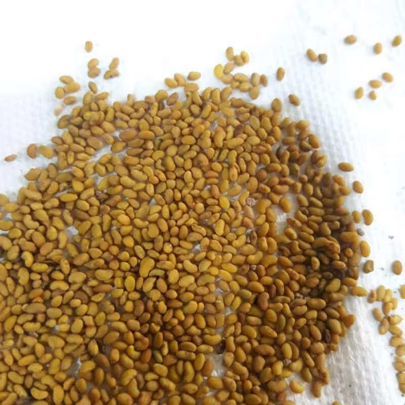 بذر  یونجه