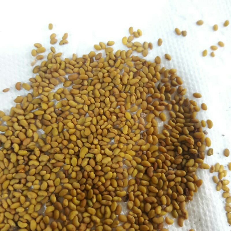 بذر یونجه