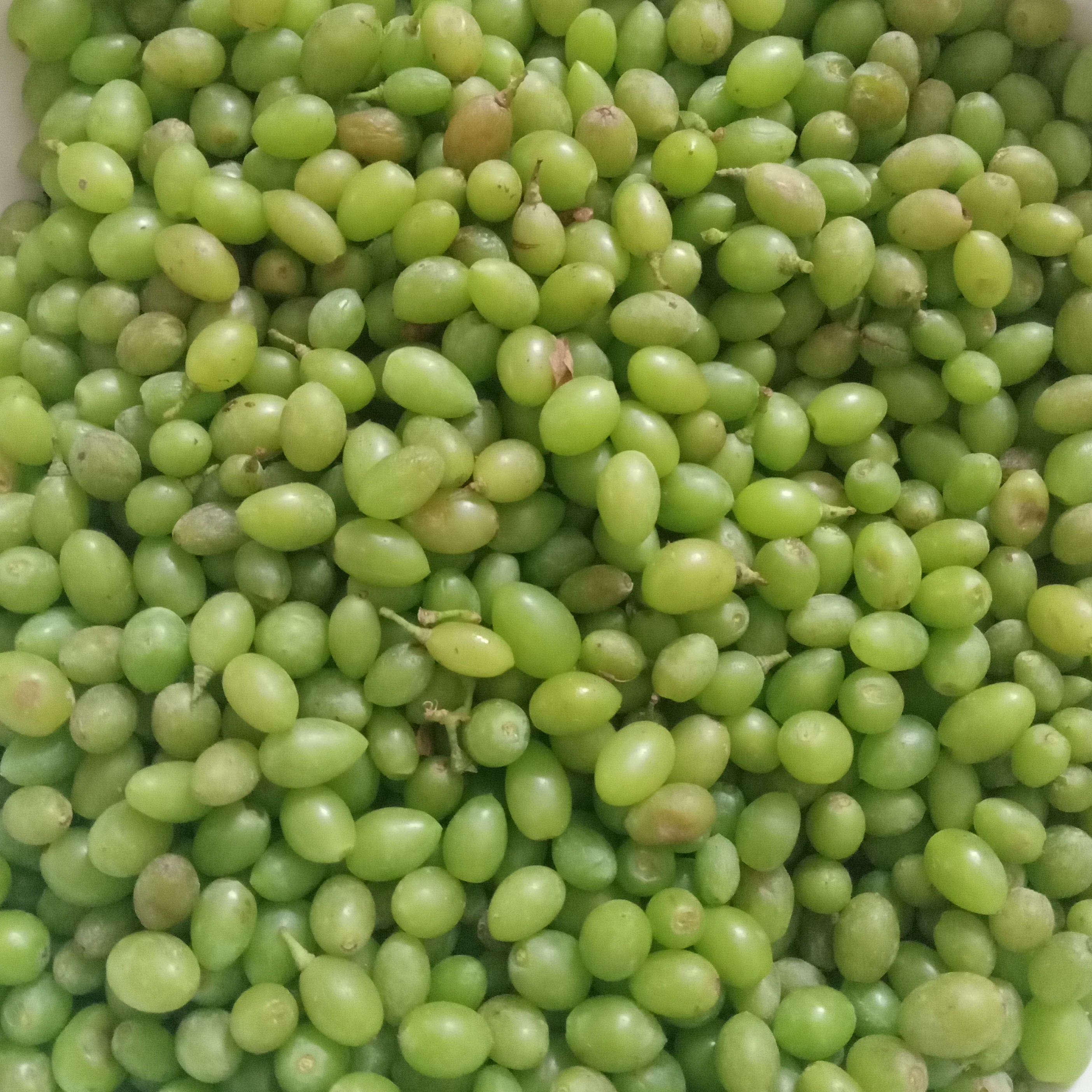 غوره غوره  عسگری 1 لیتری 1403