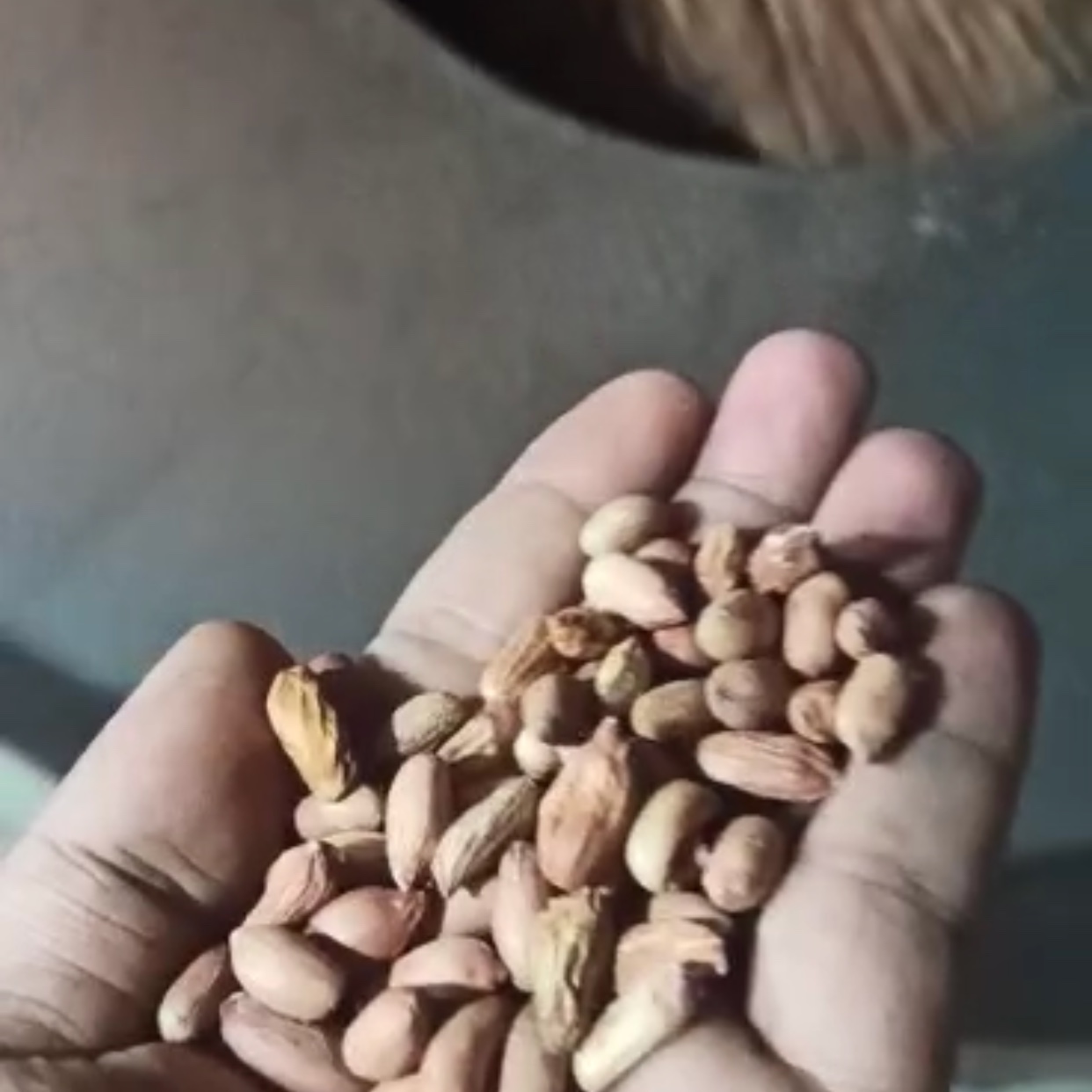 بادام ریز  آستانه اشرفیه