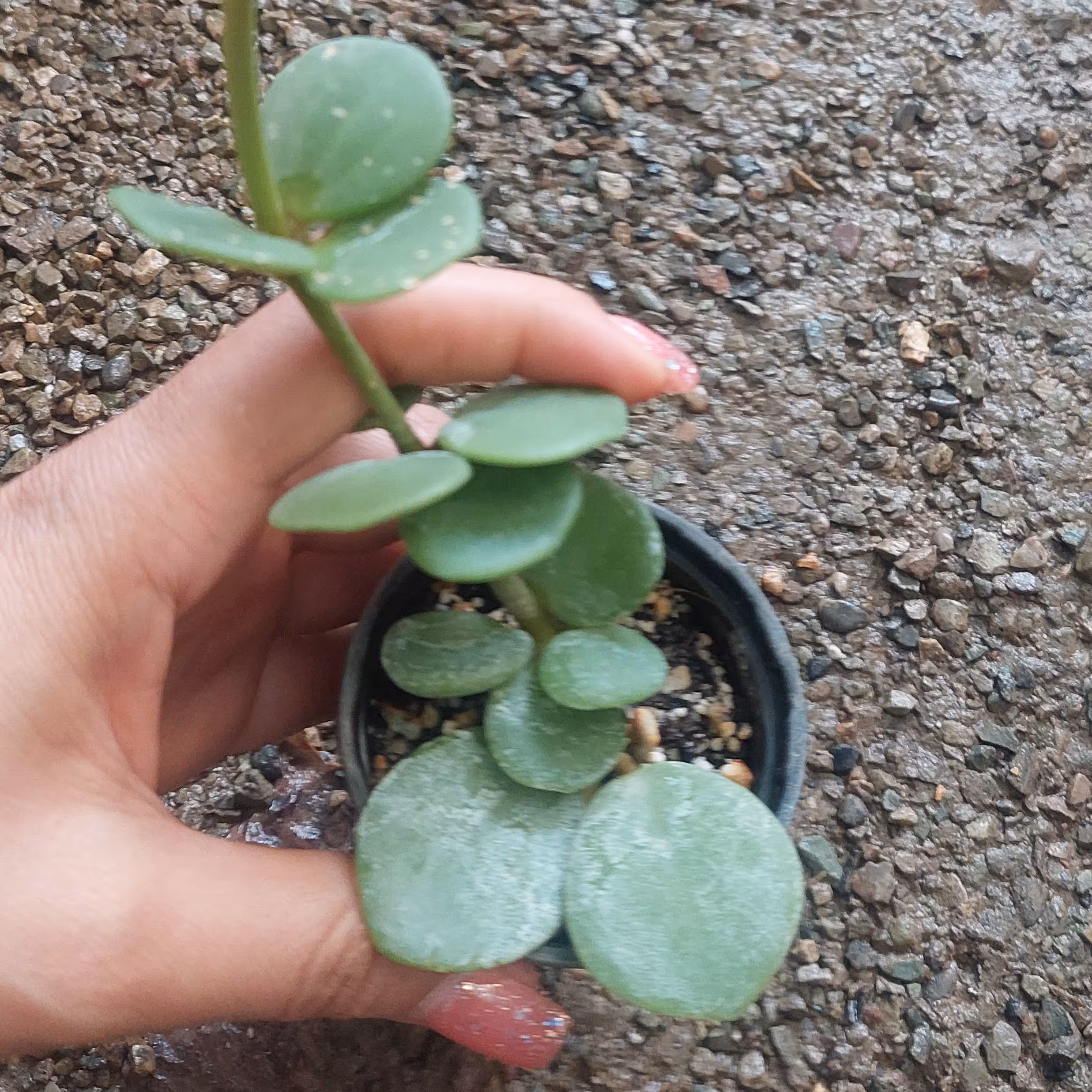 گل سکه ای گلدان 6 کیفیت عالی مطابق تصویر  ارسال بصورت پس کرایه