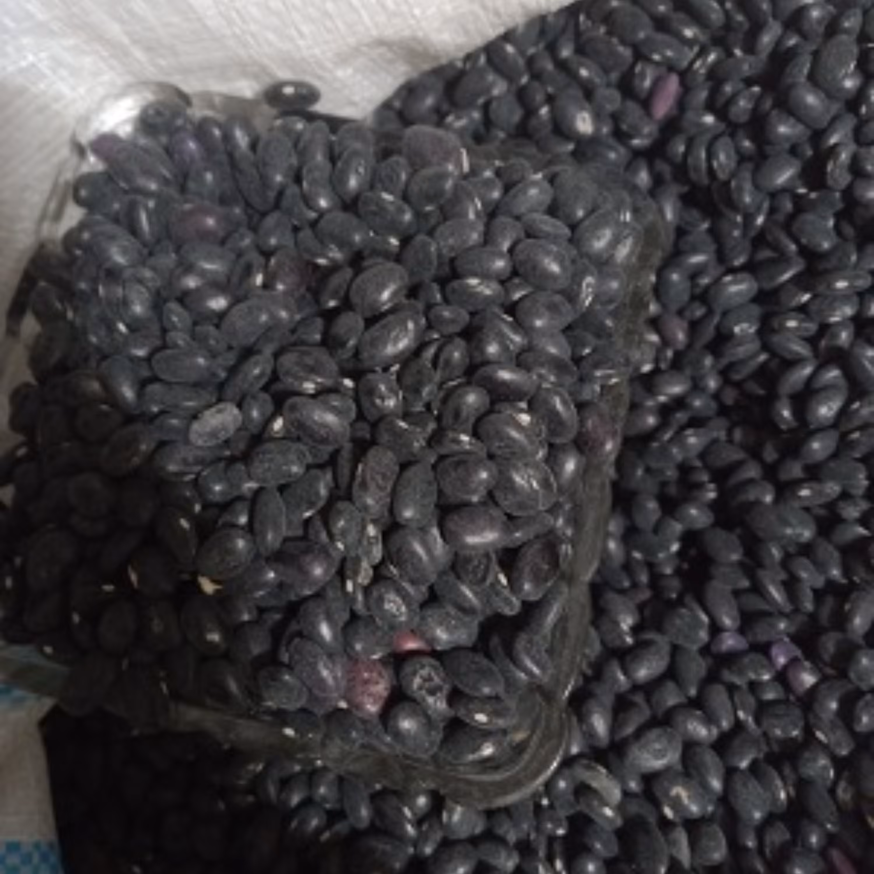 لوبیا سیاه شش کیلویی پاک شده