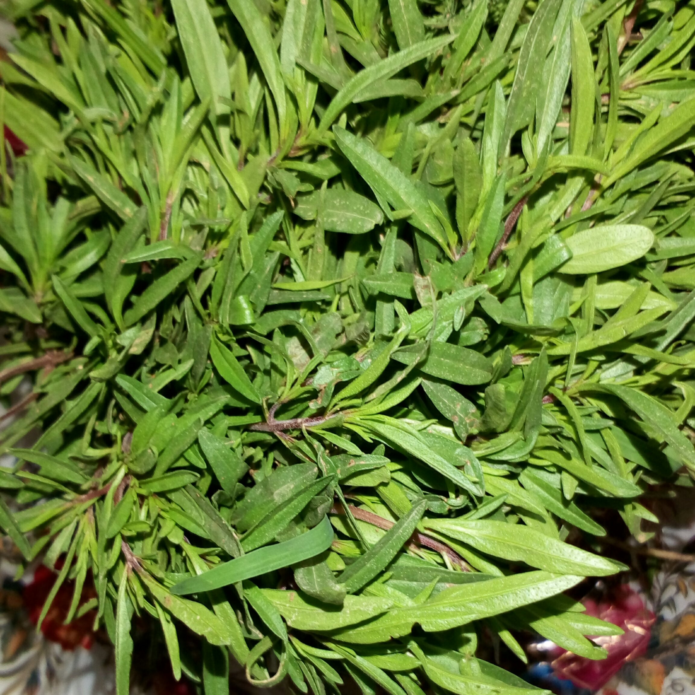 بذر مرزه اعلاء بسته یک کیلویی عمده