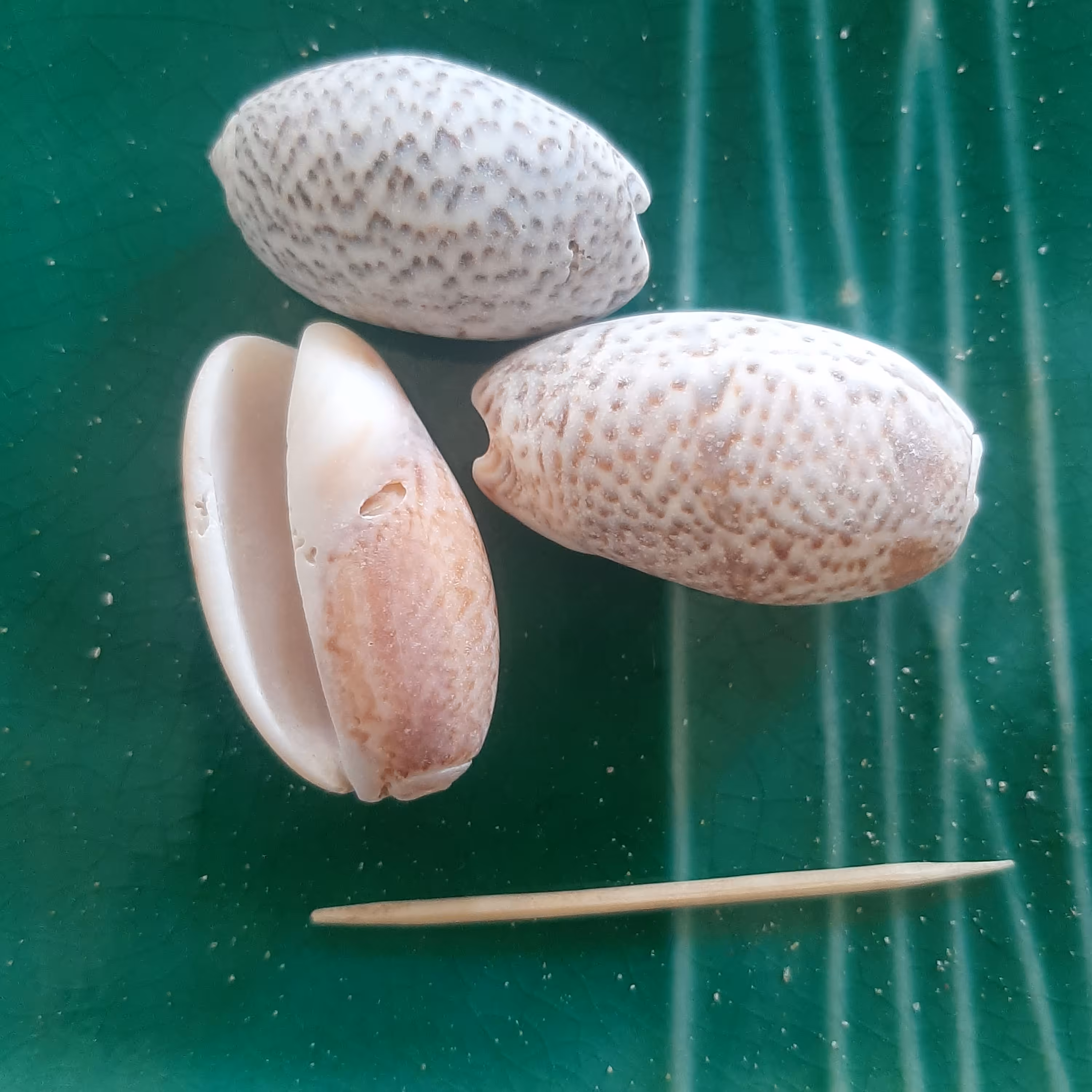 صدف دریایی 13 گرمی هر بسته  حاوی 15 عدد هست