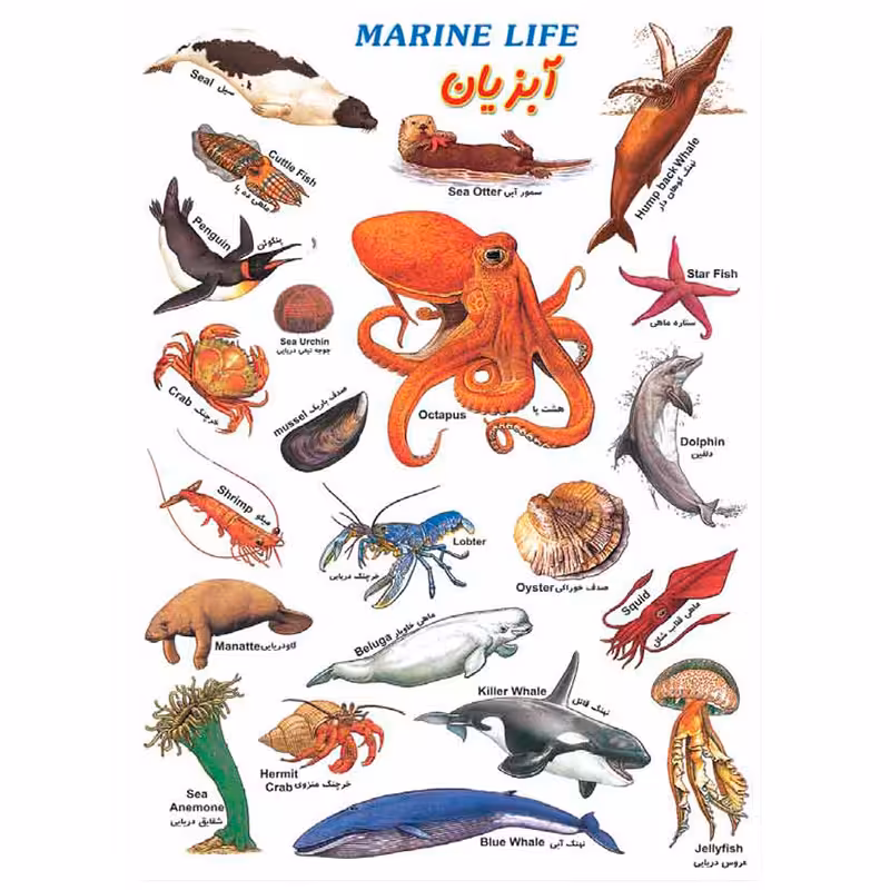 خرید برچسب آموزشی آبزیان