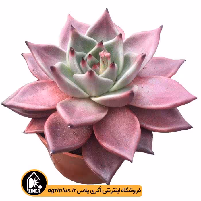 بذر ساکولنت Echeveria Agavoides Red Leaf