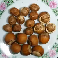 فندق خام با پوست یک کیلویی محصول باغات آذربایجان