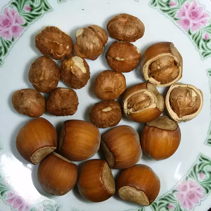 فندق خام با پوست یک کیلویی محصول باغات آذربایجان