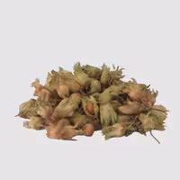 فندق دو پوست -با پوست سبز- برداشت 1401 (1 کیلوگرمی) 