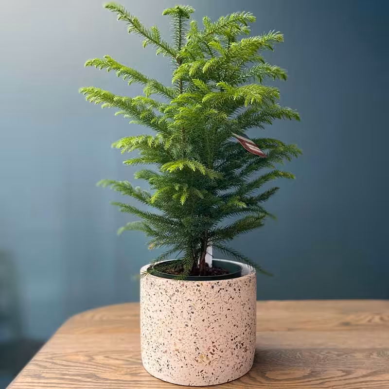 بذر  کاج جوئی اروپایی 3عددی