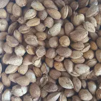 بادام پسته ای (500 گرم)
