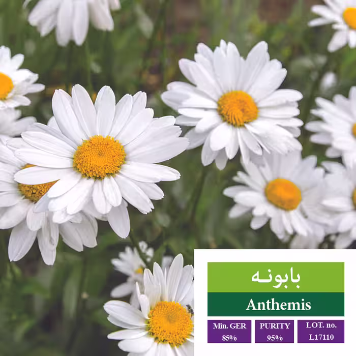 بذر بابونه - بذر طلایی رویان