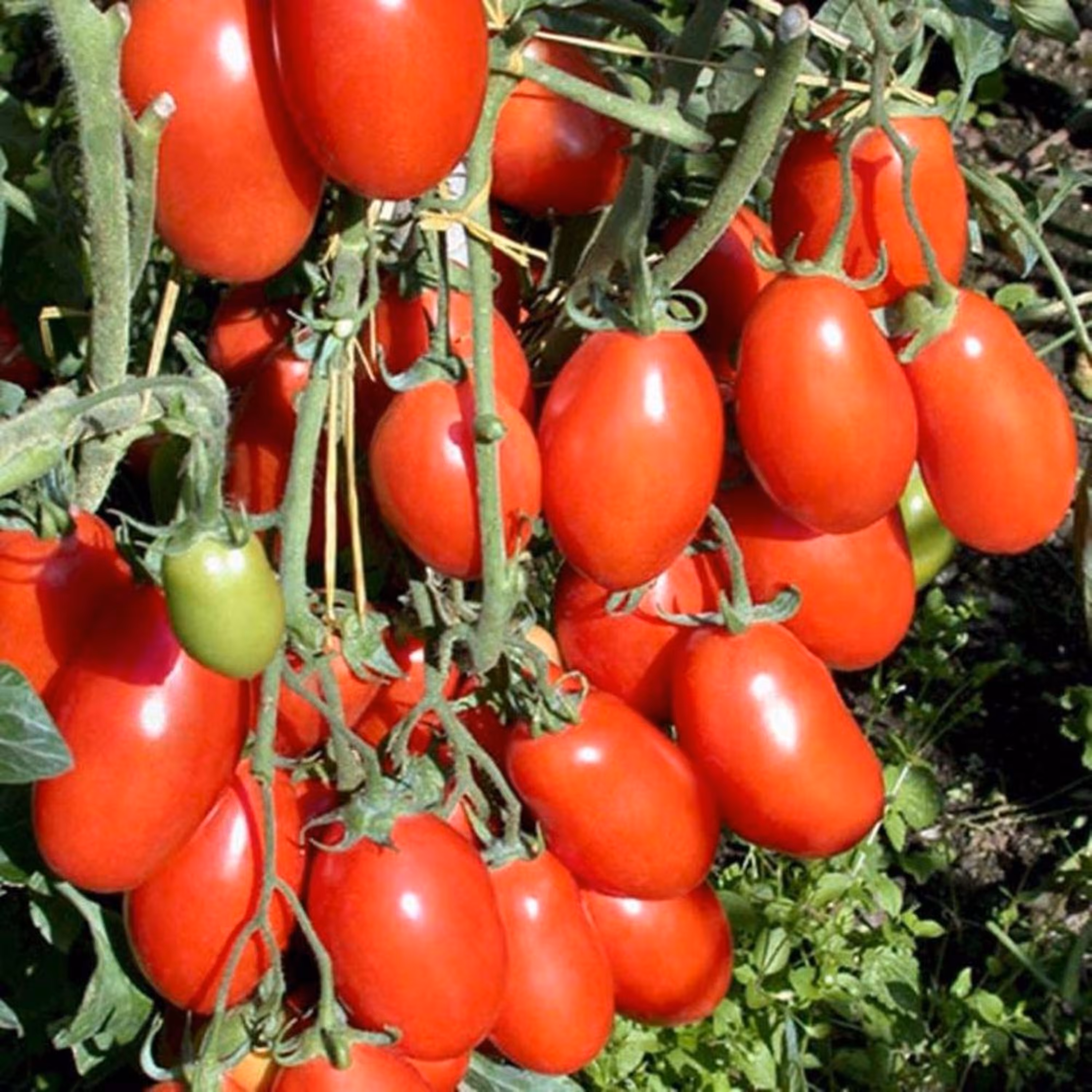 بذر گوجه فرنگی سان مارزانو (موزی) 20عددی