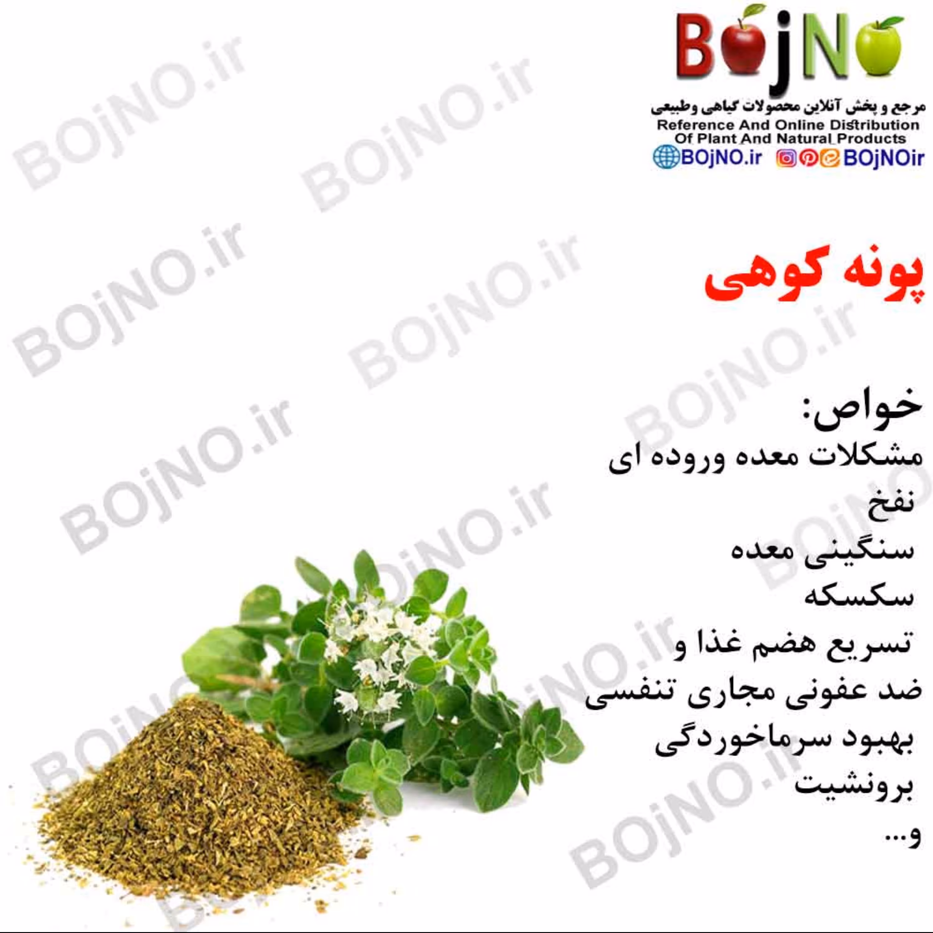 پونه کوهی(بسته 50گرمی)