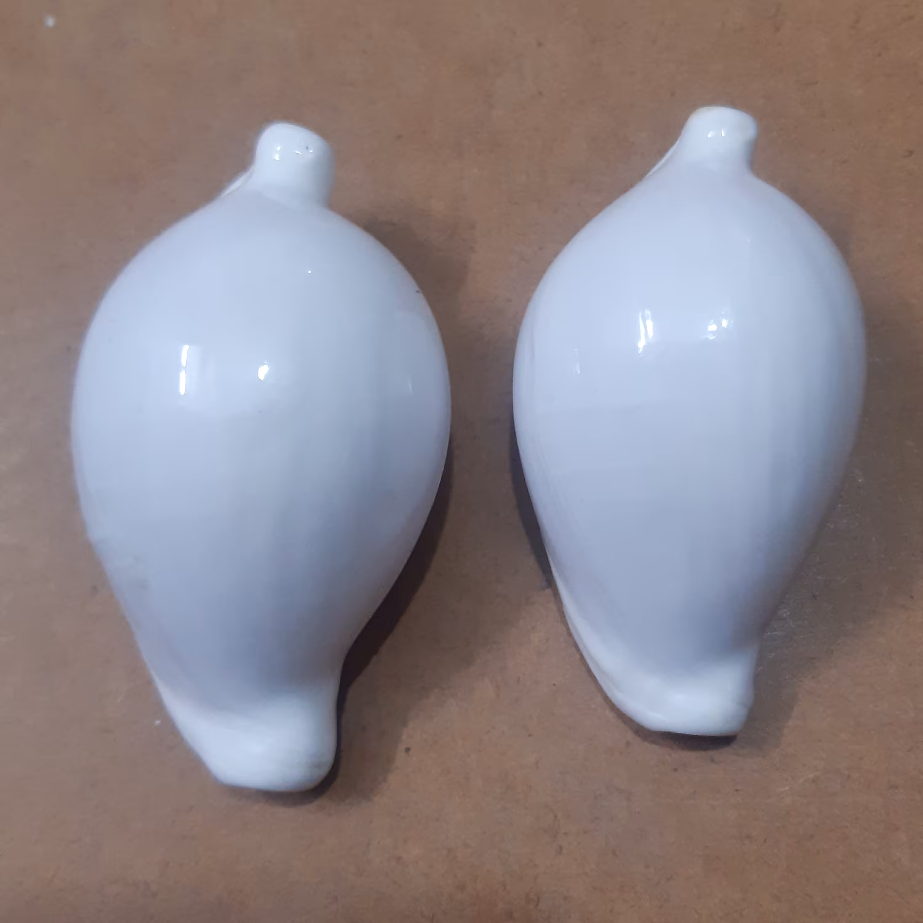 صدف تخم مرغی یا سیبرال سفید