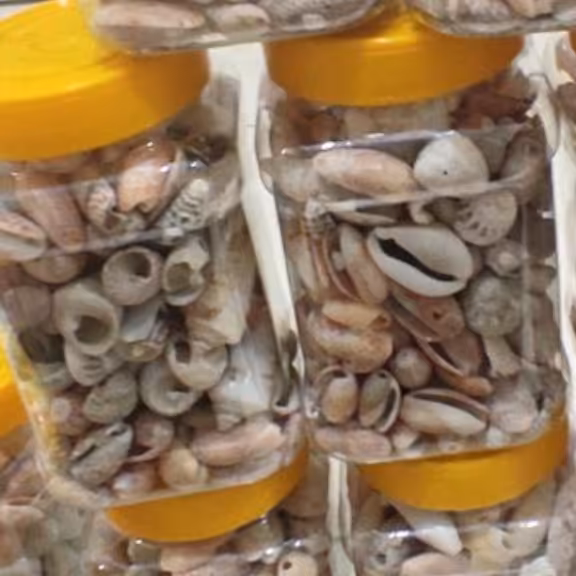 صدف طبیعی دریا