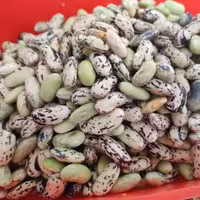 لوبیا کشاورزی تازه امروز دون شده