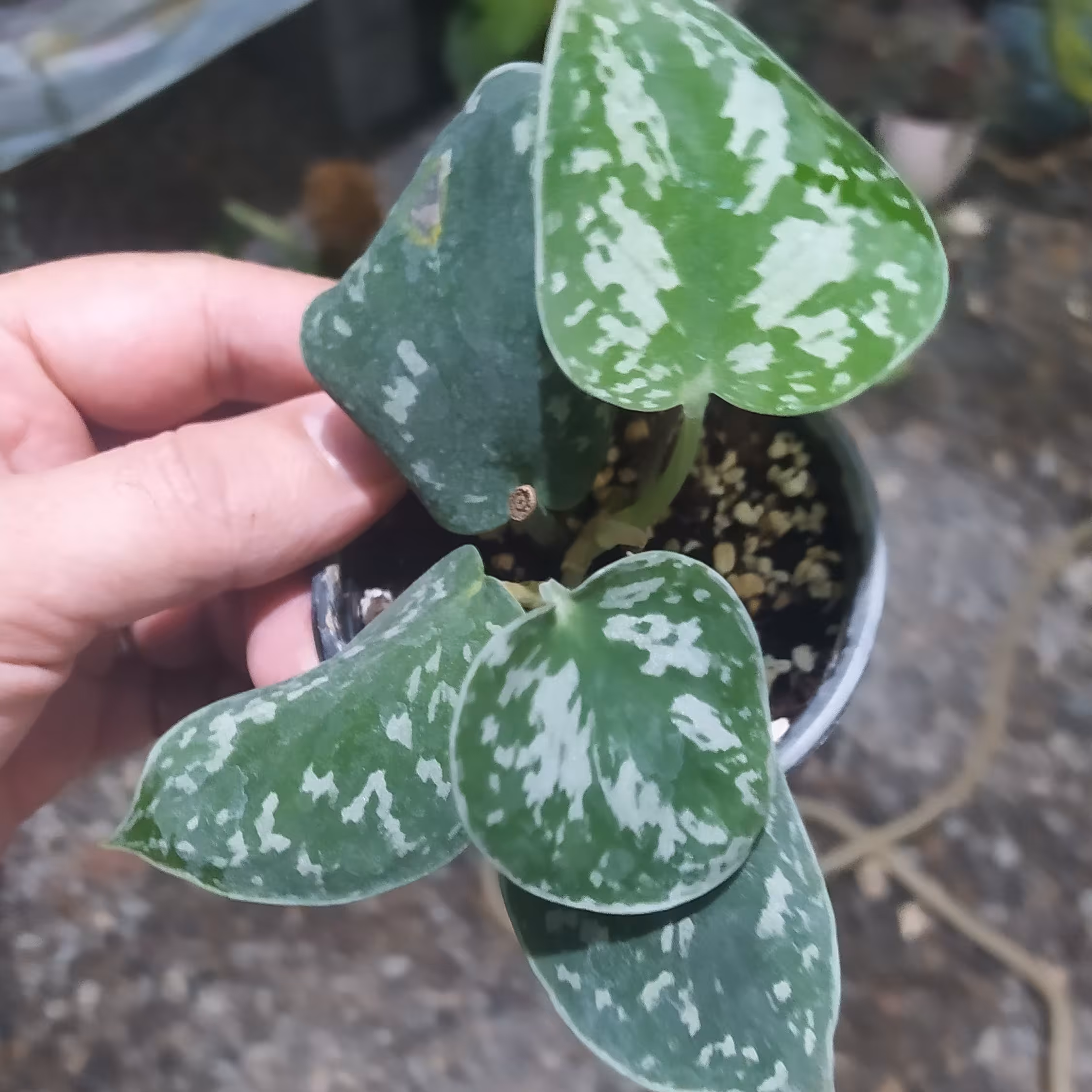 ساتین برگ ریز یا ابریشمی