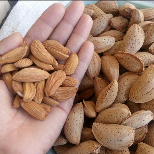 بادام ارگانیک مامایی بسته بندی یک کیلویی کیفیت عالی