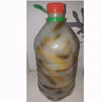 خیار شور ترد و خوشمزه تمیز  یکدست متوسط شایسته(2500 گرمی)