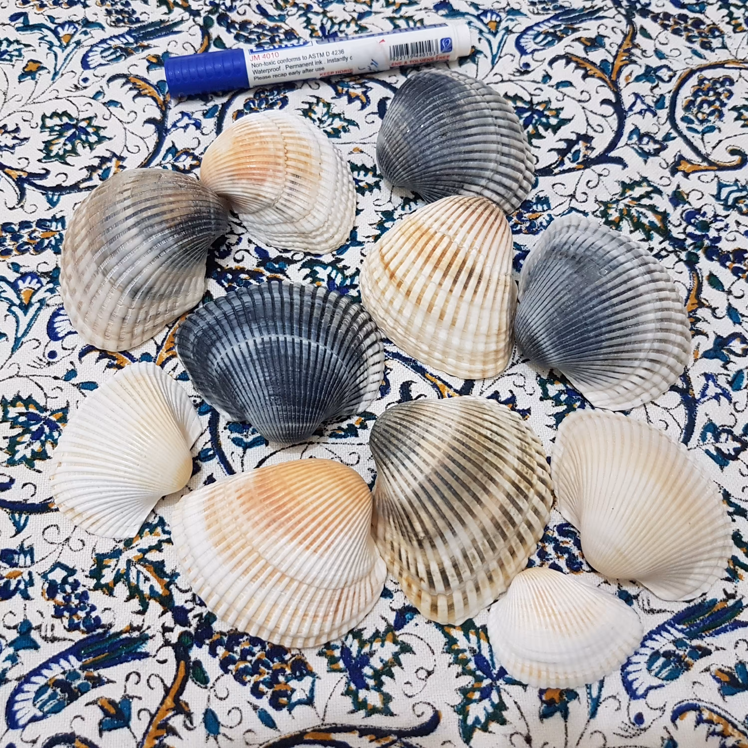 صدف تک کفه ای بزرگ (1.5 kg)