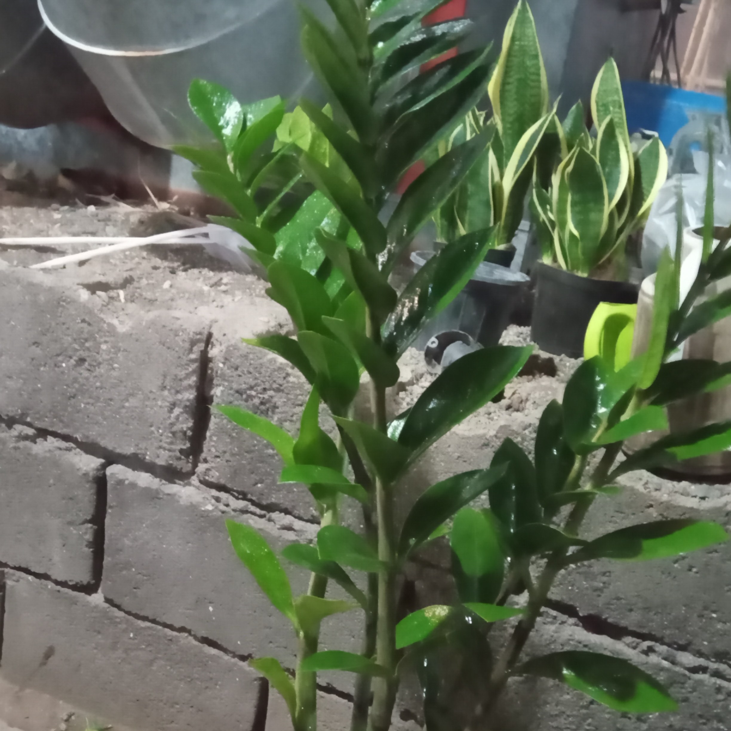 گل و گیاه زامفولیا سبز